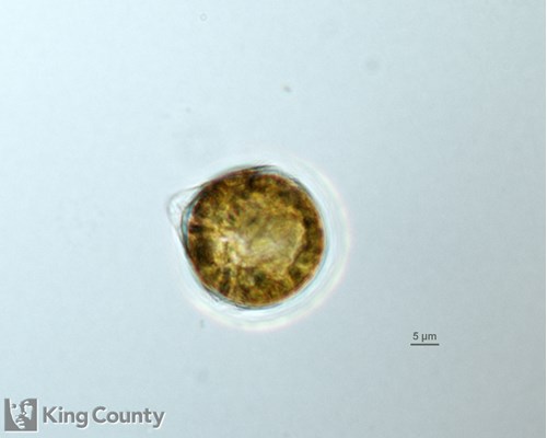 Photo of Scrippsiella trochoidea
